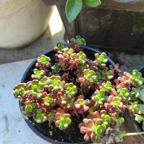 Sedum oreganum Foglia