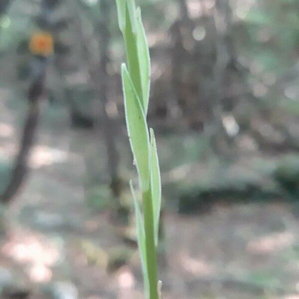 Lilium pomponium Leaf