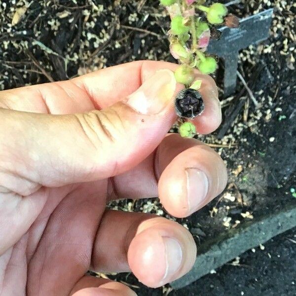 Gaultheria shallon Fruit