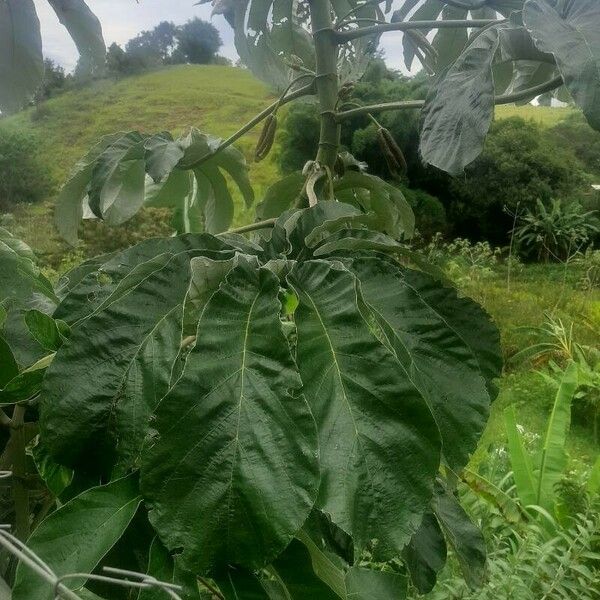 Cecropia peltata Deilen