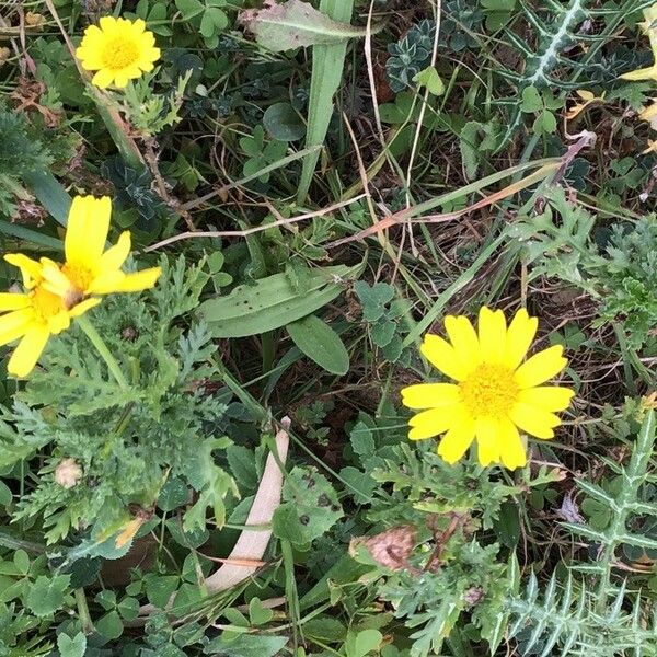 Glebionis coronaria Kwiat