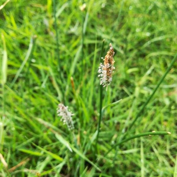 Alopecurus geniculatus Flor