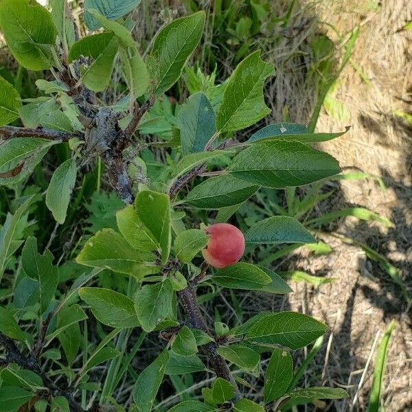 Prunus maritima 果實