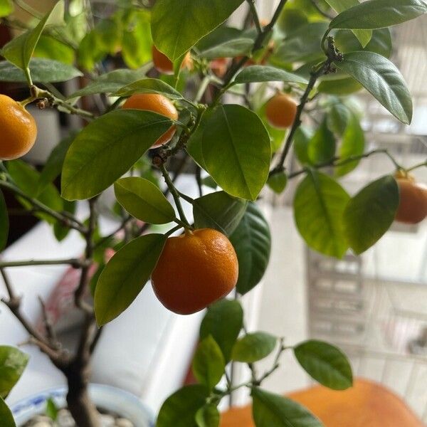 Citrus japonica Folha