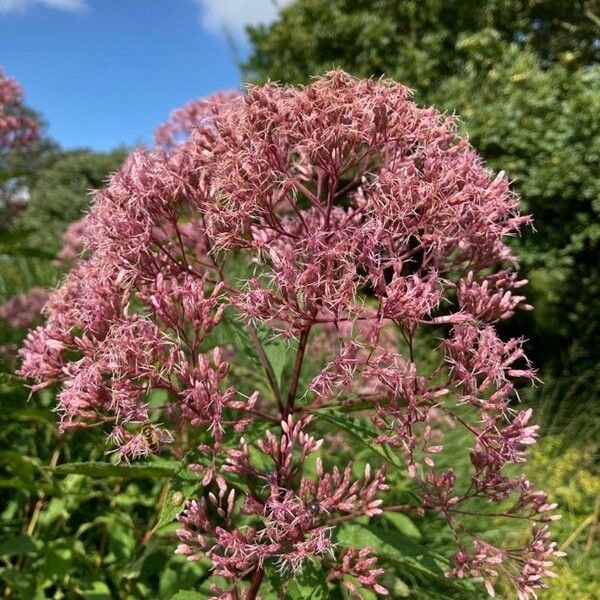 Eutrochium maculatum Fiore