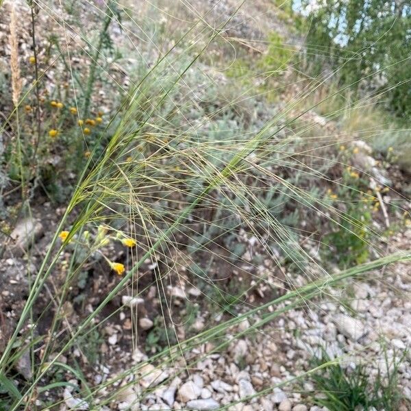 Stipa capillata Flower