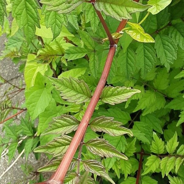 Campsis radicans خشب