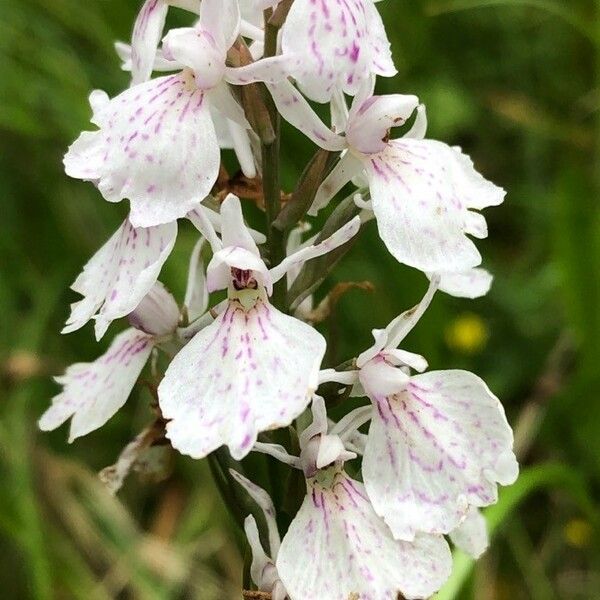 Dactylorhiza maculata Flower