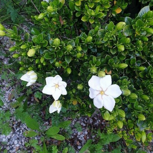 Gardenia jasminoides Blomma