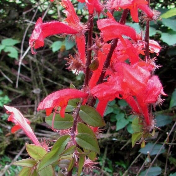 Columnea flaccida