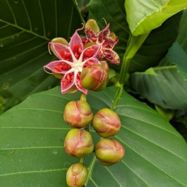 Dillenia suffruticosa Flor