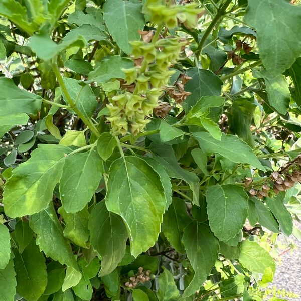 Ocimum tenuiflorum फल