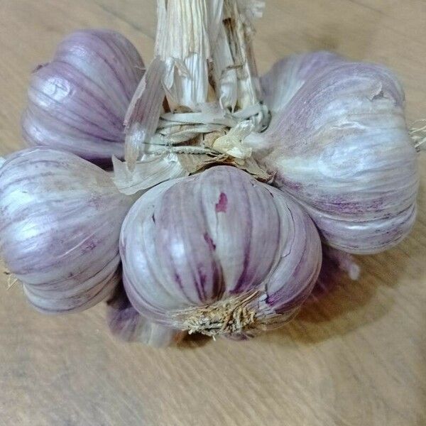 Allium sativum Frucht