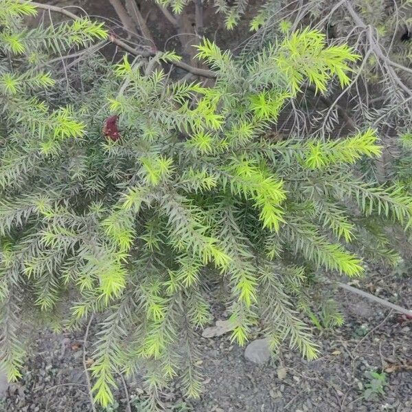 Melaleuca bracteata Лист