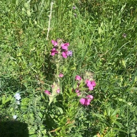 Pedicularis gyroflexa Lorea