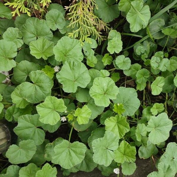 Malva pusilla Leaf