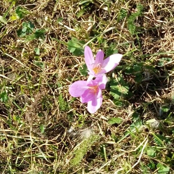 Colchicum alpinum Flor