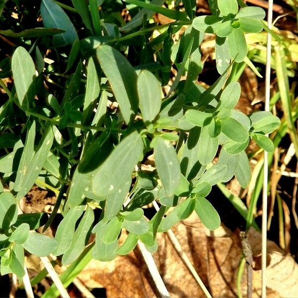 Hypericum humifusum Hábito