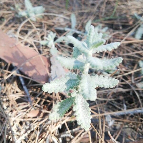 Teucrium aureum ᱥᱟᱠᱟᱢ