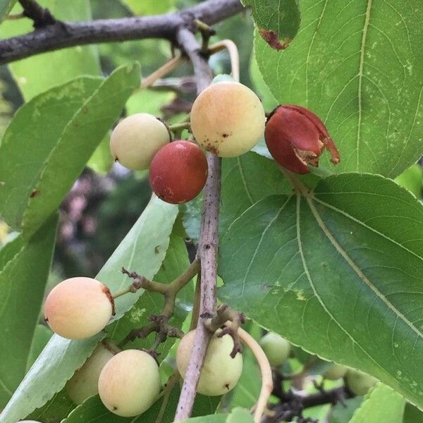 Ziziphus mucronata Fruit