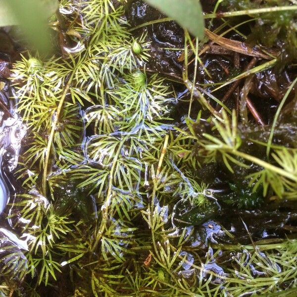 Utricularia vulgaris List