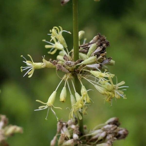 Silene densiflora Fiore