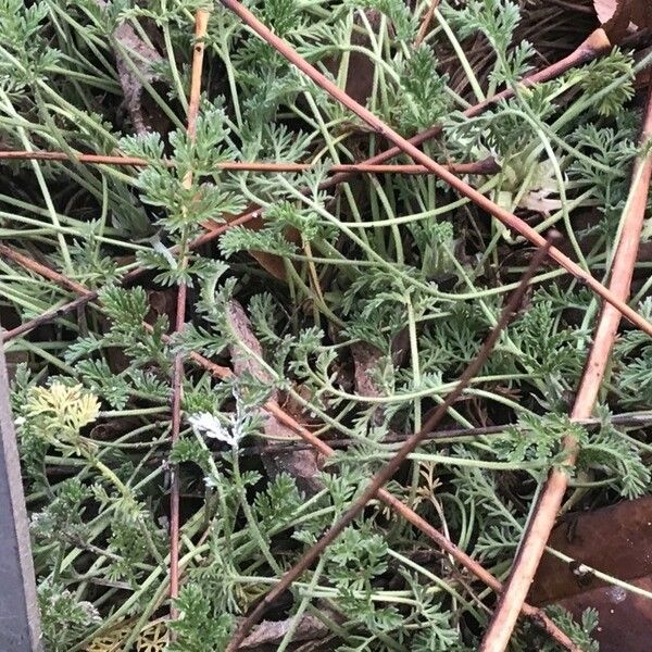 Erodium glandulosum Leaf