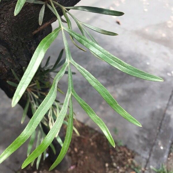 Grevillea banksii Leaf