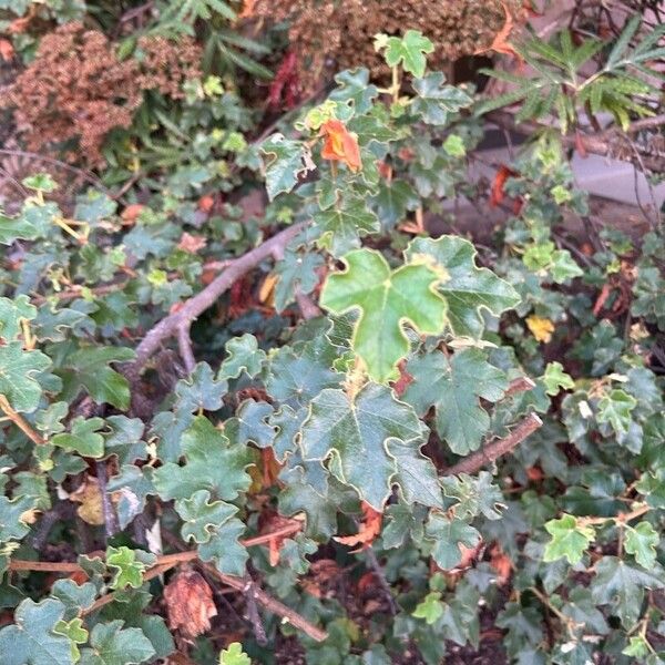 Fremontodendron californicum Deilen