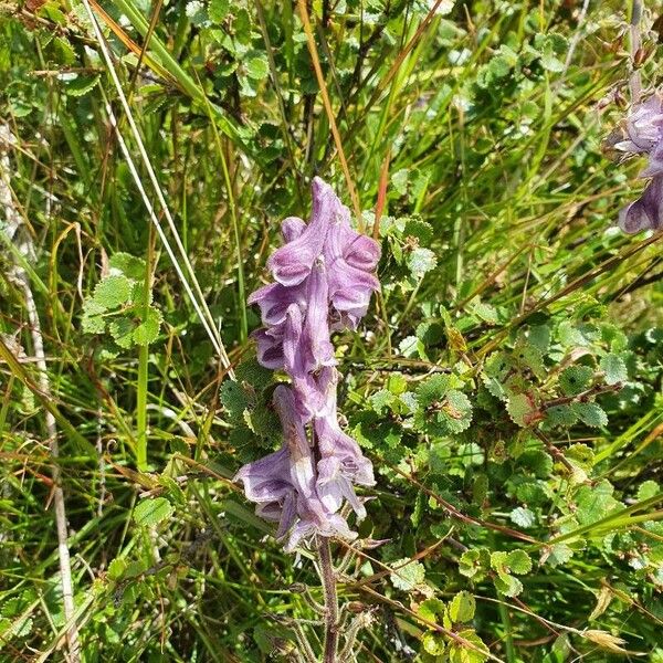 Aconitum leucostomum Kwiat