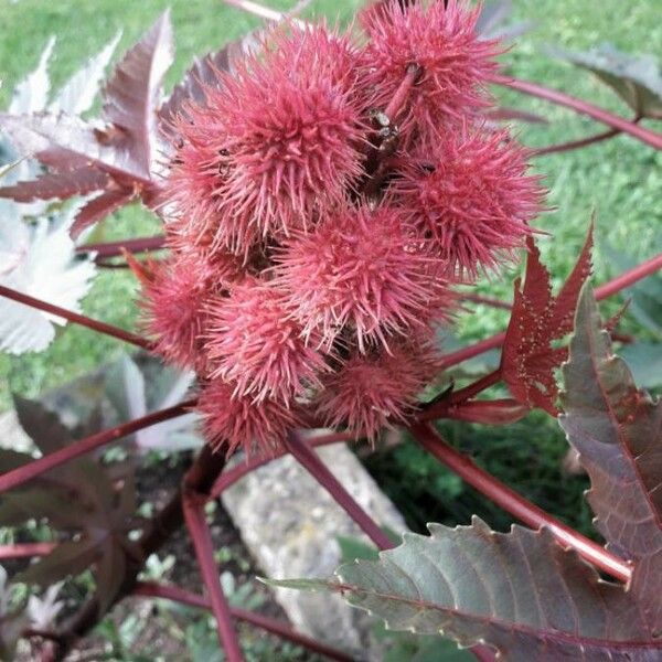 Ricinus communis Плід