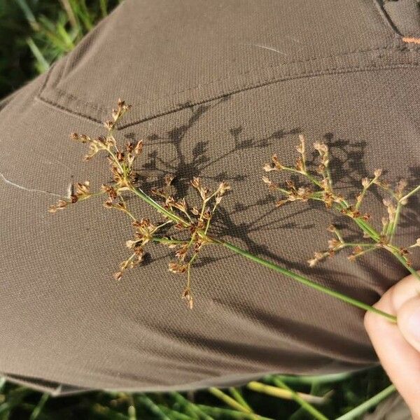 Juncus acutiflorus Flower