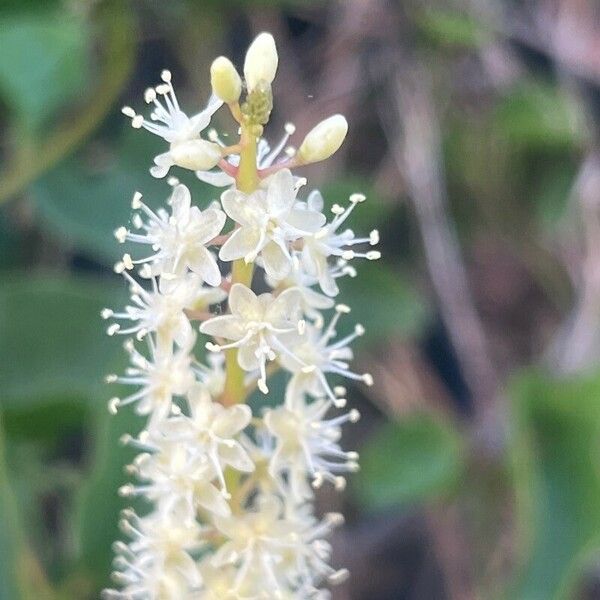 Anredera cordifolia Blüte