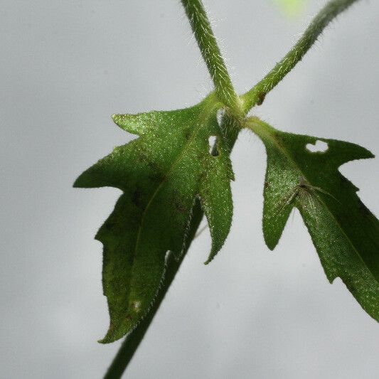 Tridax procumbens Foglia