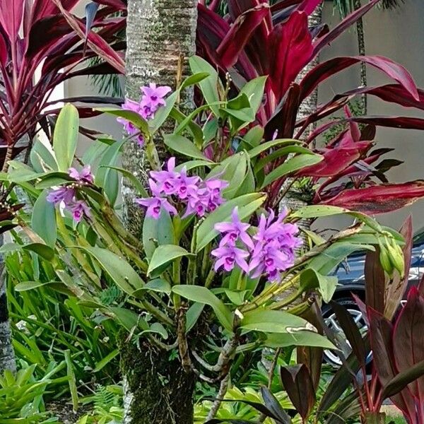 Guarianthe bowringiana Flor