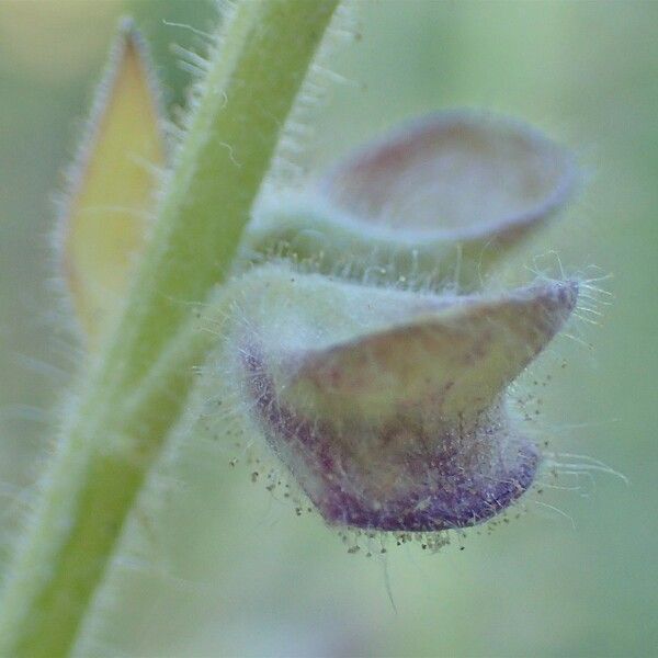 Scutellaria columnae 花