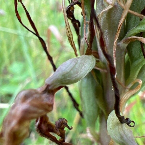 Himantoglossum hircinum Fruto