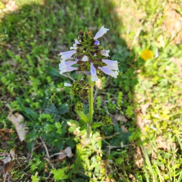 Salvia lyrata Lorea