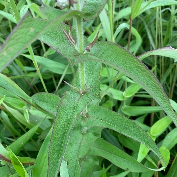 Eupatorium perfoliatum Hoja