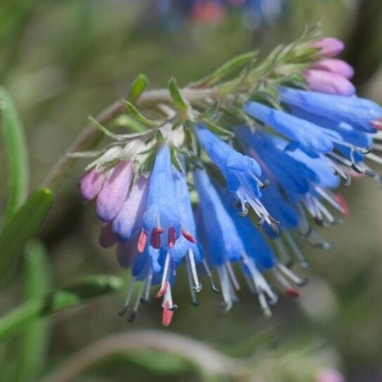 Moltkia petraea Flor