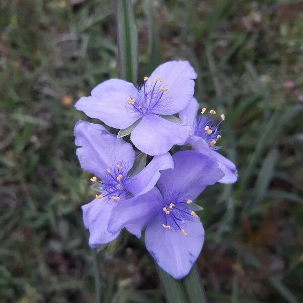 Tradescantia ohiensis Cvet