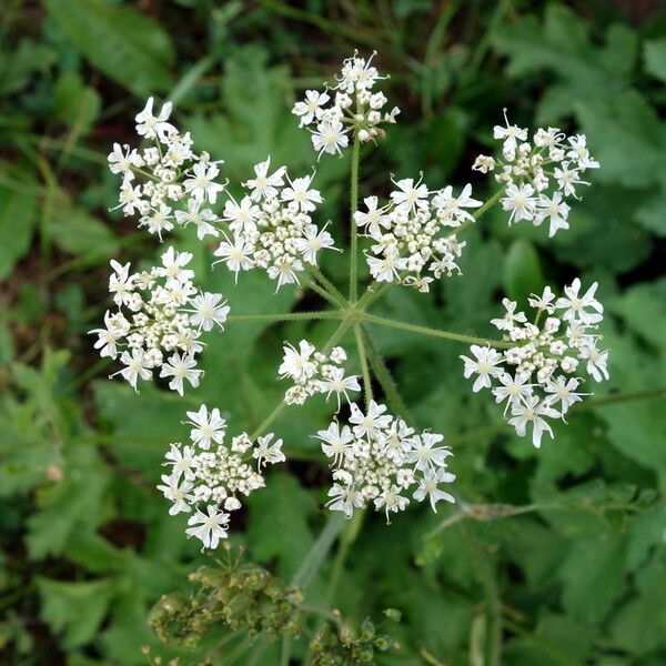 Heracleum sphondylium Blomst