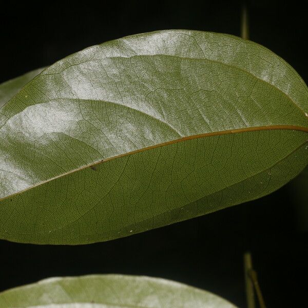 Anomospermum reticulatum पत्ता