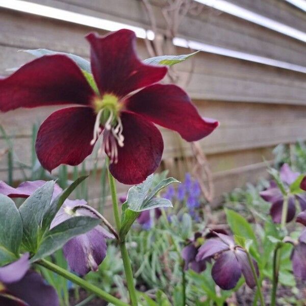 Helleborus orientalis Flower