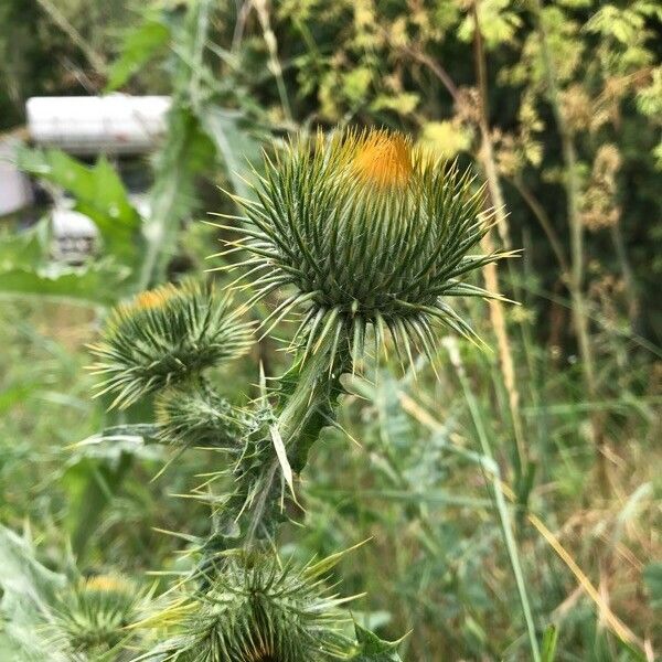 Onopordum acanthium Flor