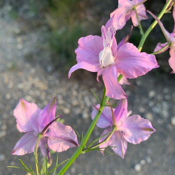 Delphinium ajacis Õis