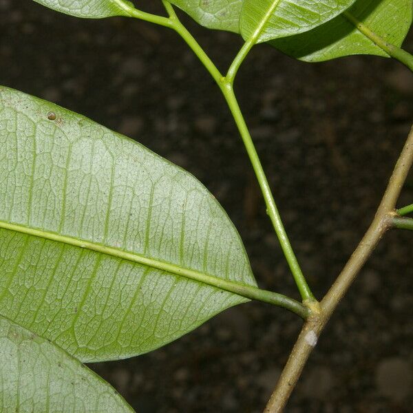Clarisia racemosa Frugt