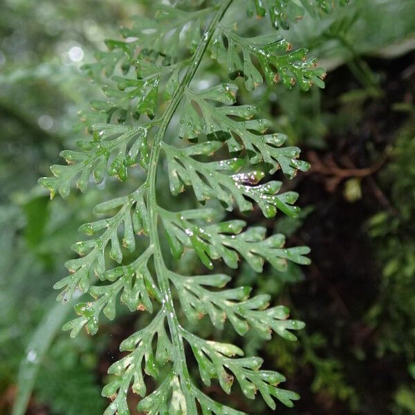 Asplenium theciferum Лист