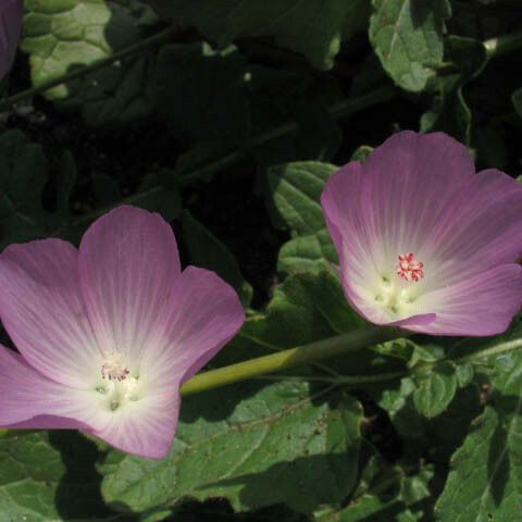 Sidalcea malviflora 花