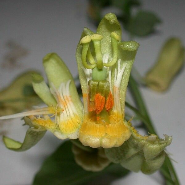 Passiflora arbelaezii Flower